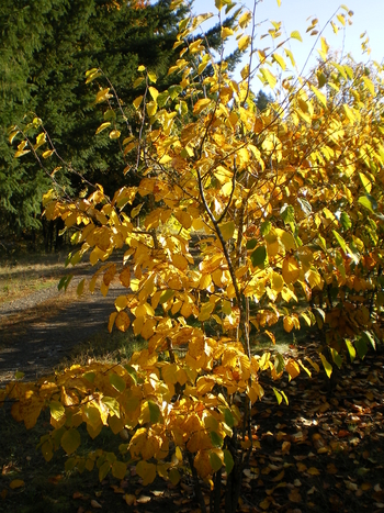 Common Witchhazel