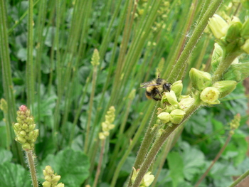 Green-flowered Alumroot