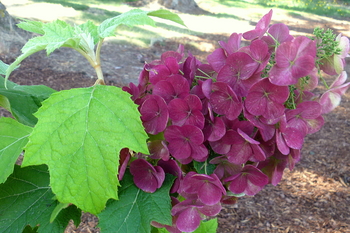 Amethyst Oakleaf Hydrangea