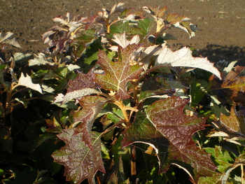 Pee Wee Oakleaf Hydrangea