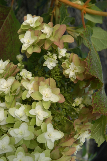 Snowflake Oakleaf Hydrangea