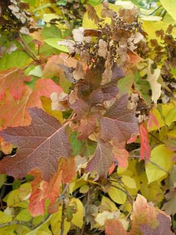 Ruby Slippers Oakleaf Hydrangea