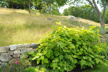 Sike's Dwarf Oakleaf Hydrangea