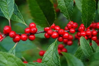 Winter Red Winterberry