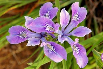 Oregon Iris