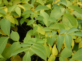 Carpathian English Walnut