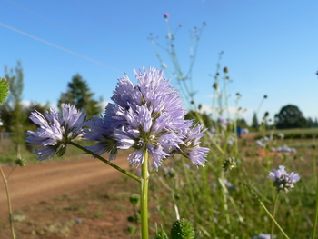 Blue Field Gilia