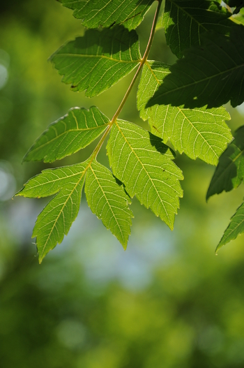 Goldenraintree