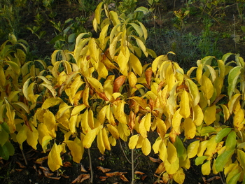 Spicebush