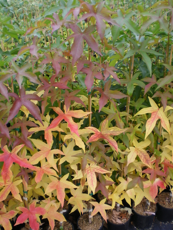 Slender Silhouette Sweetgum