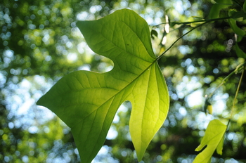 Tuliptree