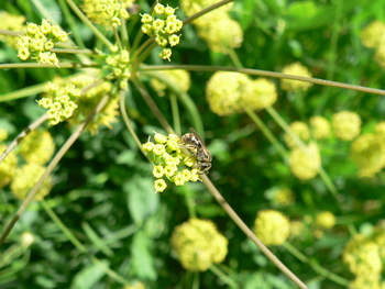 Bare-stemmed Lomatium