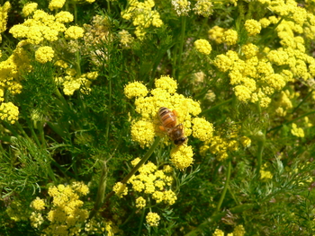 Spring-Gold, Bladder Parsnip