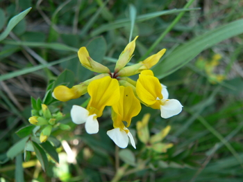 Meadow Deervetch