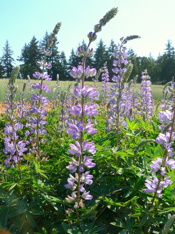 Broad-leaved Lupine