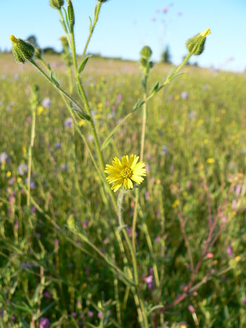 Common Tarweed, Grassy Tarweed