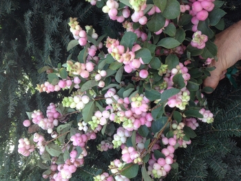 Magical Pride Snowberry