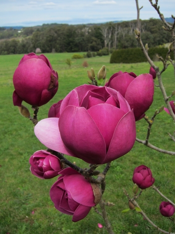 Black Tulip Magnolia