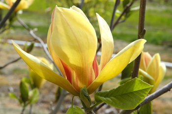 Sunsation Magnolia