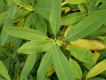 Northern Belle Magnolia