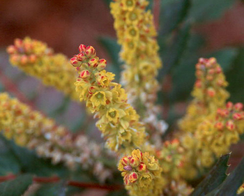 Cascades Mahonia