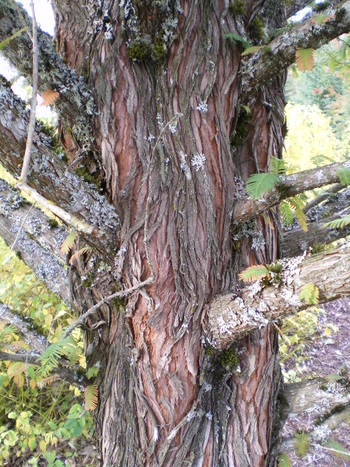 Dawn Redwood