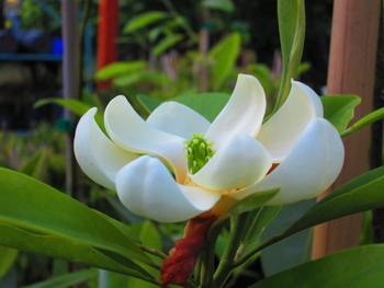 Moonglow Sweetbay Magnolia