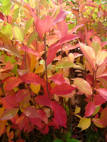 Blackgum, Black Tupelo