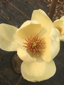Honey Tulip™ Magnolia
