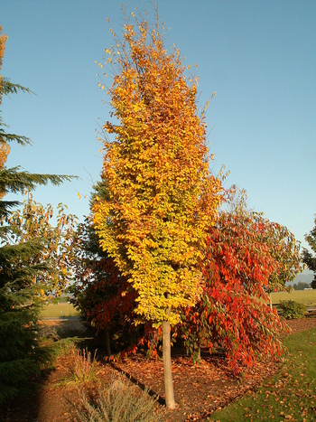 Golden BellTower Columnar Ironwood