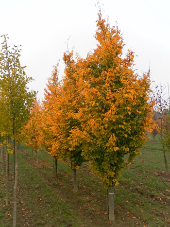 Golden BellTower Columnar Ironwood