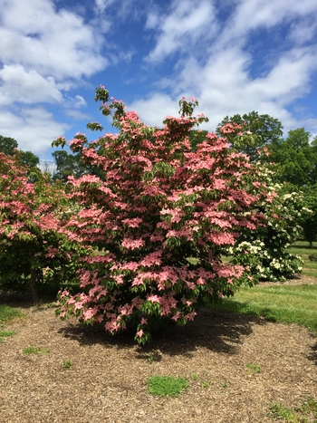 Scarlet Fire® Dogwood