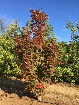 Three Cheers Upright Vine Maple