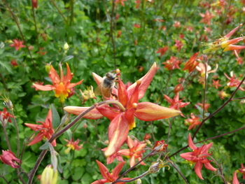 Western Red Columbine