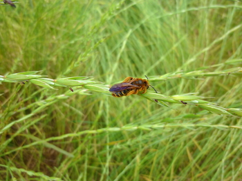 Slender Wheatgrass