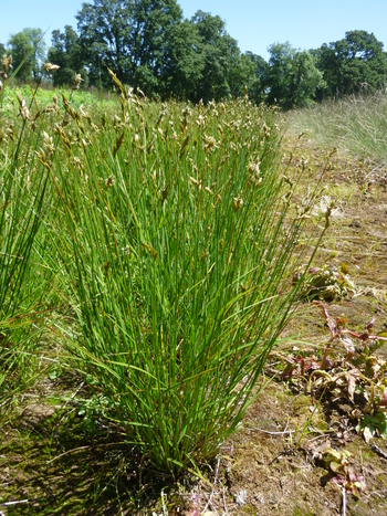 Pointed Broom Sedge