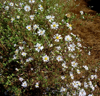 Hall's Aster