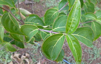 Big Apple Dogwood