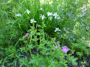 Pacific Northwest Natives