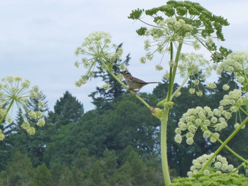 Cow Parsnip