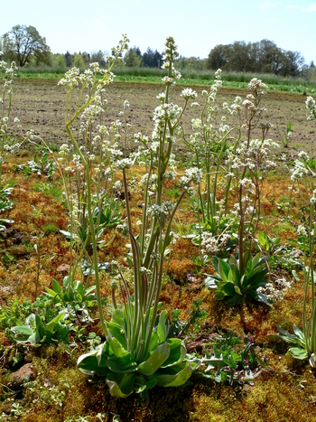 Oregon Saxifrage