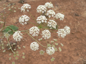 Squawroot or Yampah