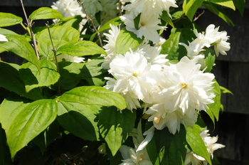 Snowflake Oakleaf Hydrangea