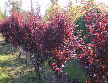 Krauters Vesuvius Plum