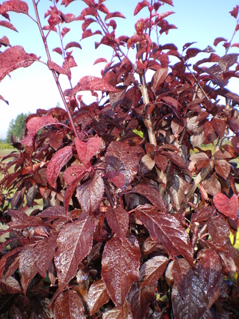 Krauters Vesuvius Plum