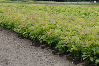 Swamp White Oak (Missouri source)