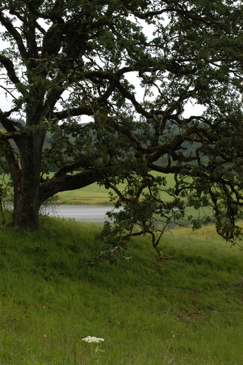 Oregon White Oak