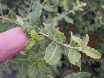 Cork Oak