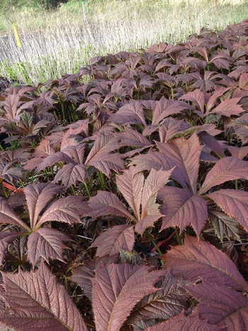 Red Leaf Rodgersia