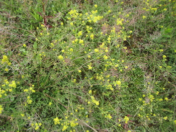 Curvepod Yellowcress
